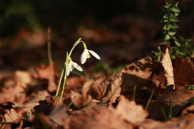 Close-up of dry leaves on field