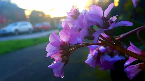 Close-up of purple flowers blooming