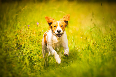 Portrait of dog running on grass