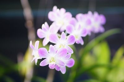 Close-up of purple flowering plant