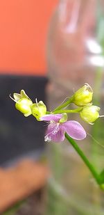 Close-up of purple flowering plant