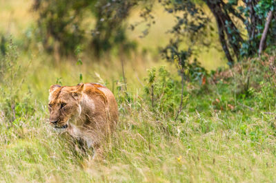 Rare view of a lioness in grass