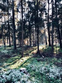 Trees growing in forest