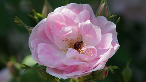 Close-up of bee on pink flower
