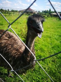 Close-up of a horse on field