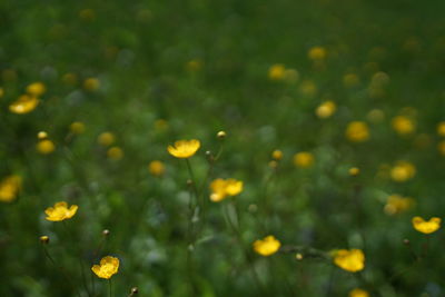 Close-up of yellow flowering plant