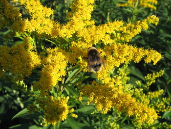 Close-up of bumblebee on yellow flowers