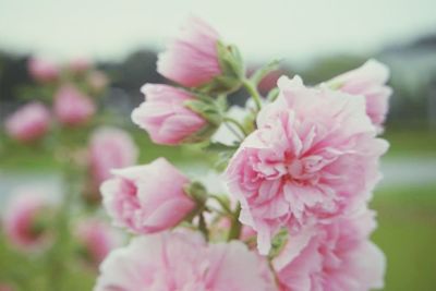 Close-up of pink flowers