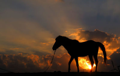 Silhouette of horse at sunset