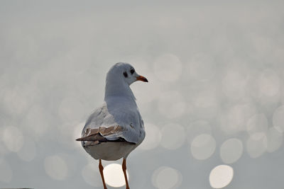 Close-up of seagull perching on water