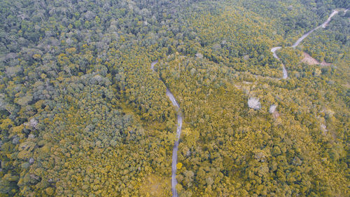 High angle view of road amidst trees