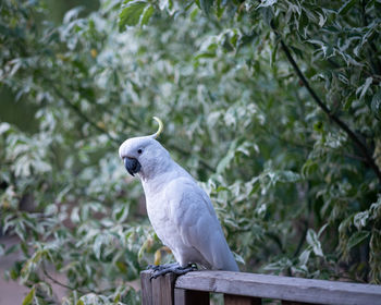 Bird perching on tree