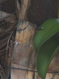 Close-up of fresh green plant