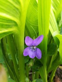 Close-up of flower blooming outdoors