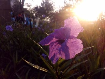 Close-up of purple flowers