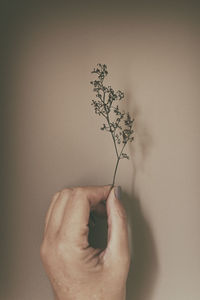 Close-up of hand holding plant against wall