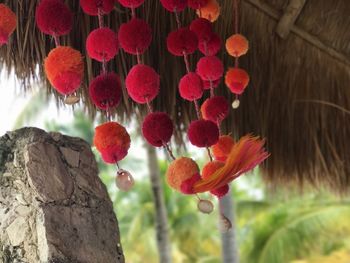 Close-up of red berries growing on tree