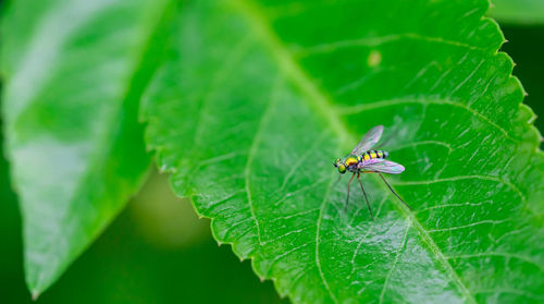 Close-up of fly on leaf