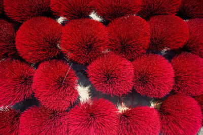 Full frame shot of red flowering plants