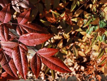 Close-up of autumnal leaves