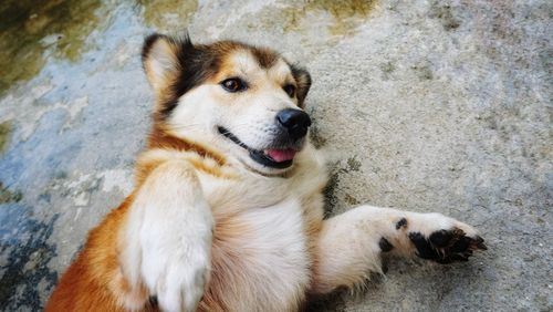 A brown dog lie down on cement floor.