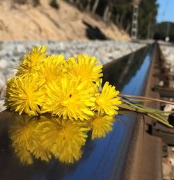 Close-up of yellow flowers