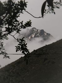 Close-up of tree against mountain