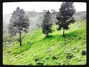 Scenic view of grassy field against sky