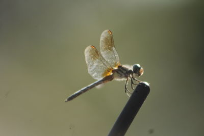 Close-up of dragonfly on twig