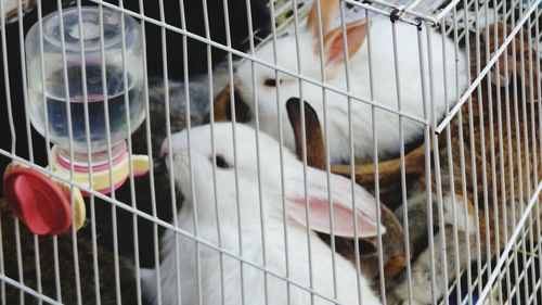 Close-up of cage in cage