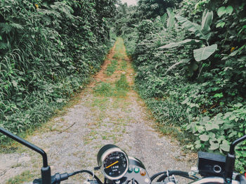 Road amidst trees in forest