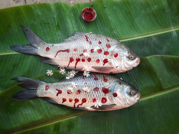 Dressing of the rohu fish as a bride is a ritual of bengali wedding