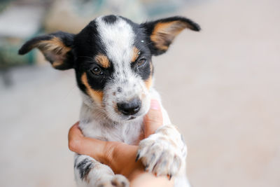 Close-up of hand holding dog