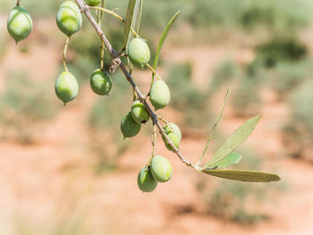 Close-up of berries growing on plant