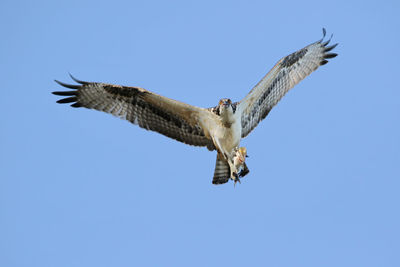 Low angle view of eagle flying against clear blue sky