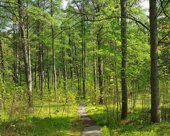 Footpath passing through forest