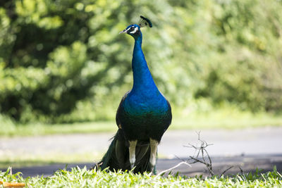 Close-up of peacock on field
