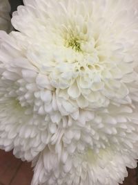 Close-up of white flower