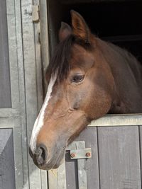 Close-up of horse in stable