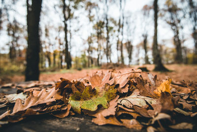 Close-up of dried leaves on tree trunk in forest