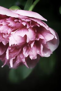 Close-up of pink rose flower