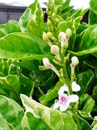 Close-up of flowers blooming outdoors