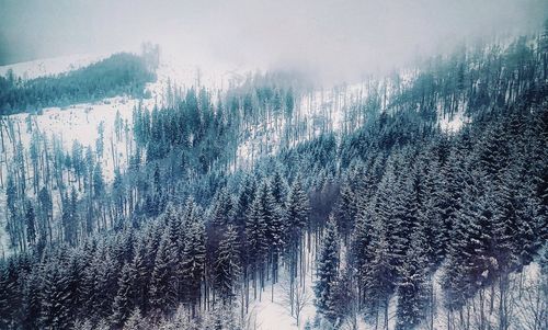 Panoramic view of pine trees in forest during winter