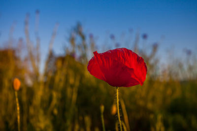 Close-up of red poppy blooming on field