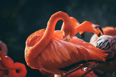 Close-up of orange birds