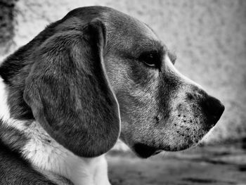 Close-up of dog looking away