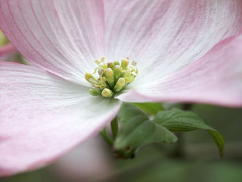 Close-up of pink flower