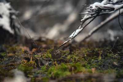 Close up of frost