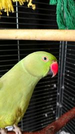 Close-up of parrot in cage