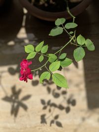 High angle view of pink flowering plant